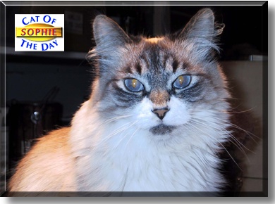Sophie, the Cat of the Day