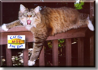 Moe, the Cat of the Day