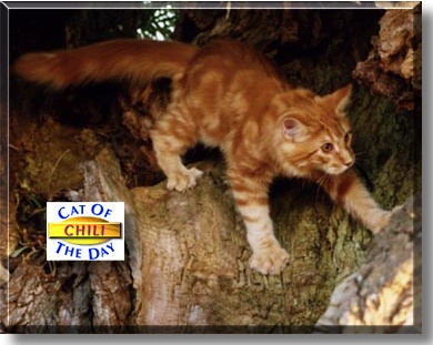 Chili, the Cat of the Day