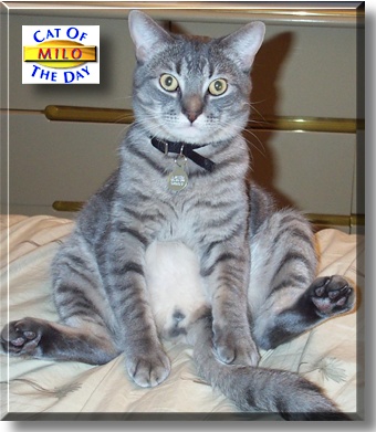Milo, the Cat of the Day