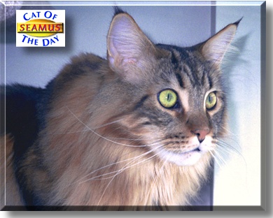 Seamus, the Cat of the Day