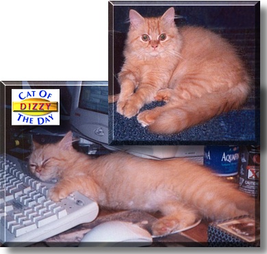 Dizzy, the Cat of the Day