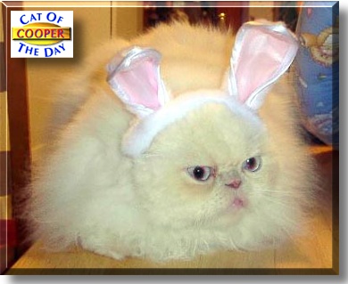 Cooper, the Cat of the Day