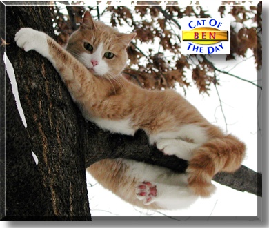 Ben, the Cat of the Day