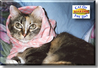 Marsha, the Cat of the Day