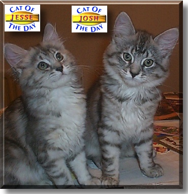 Jesse and Josh, the Cats of the Day