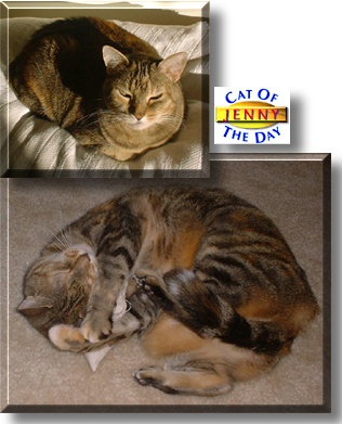 Jenny, the Cat of the Day