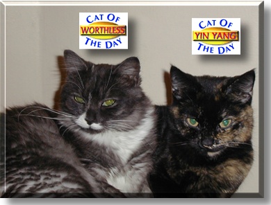 Yin Yang and Worthless, the Cats of the Day