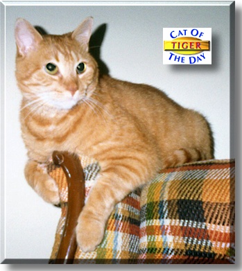 Tiger, the Cat of the Day