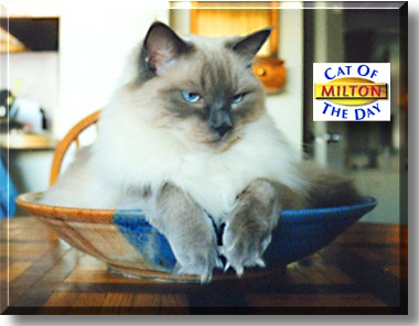 Milton, the Cat of the Day