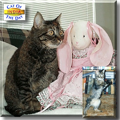 India, the Cat of the Day