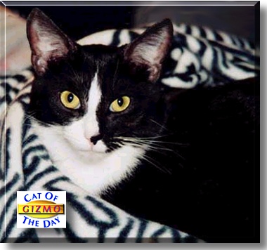 Gizmo, the Cat of the Day