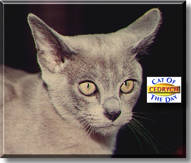 Cedrych, the Cat of the Day