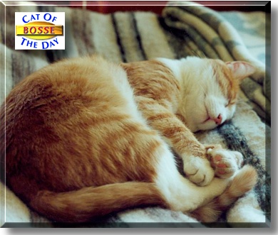 Bosse, the Cat of the Day
