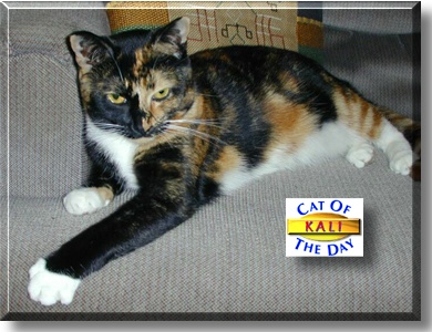 Kali, the Cat of the Day