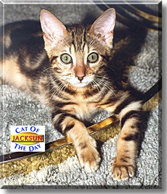 Jacksun, the Cat of the Day