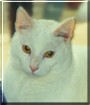 Casper