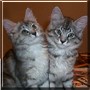 Jesse, Josh