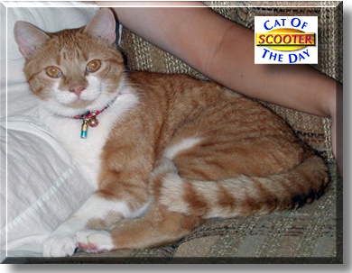 Scooter, the Cat of the Day