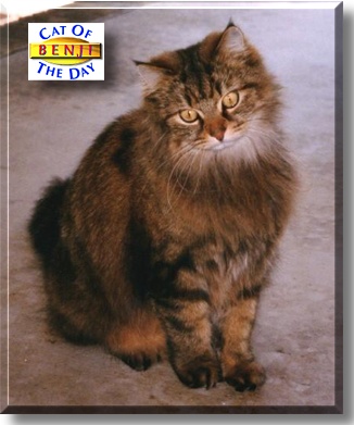 Benji, the Cat of the Day