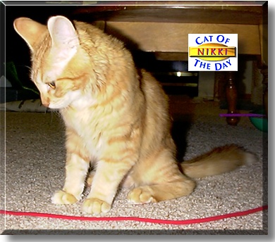 Nikki, the Cat of the Day