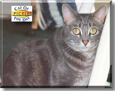 Pickle, the Cat of the Day