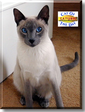 Saturn, the Cat of the Day