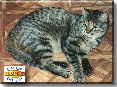 Pumpkin, the Cat of the Day