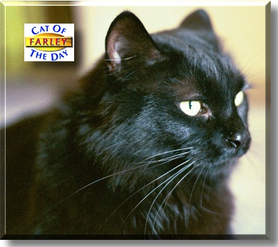 Farley, the Cat of the Day