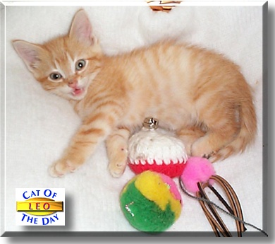 Leo, the Cat of the Day