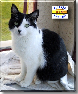 Rio, the Cat of the Day