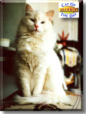 Marble, the Cat of the Day
