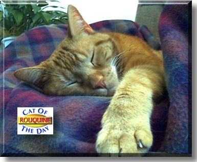 Rouquine, the Cat of the Day