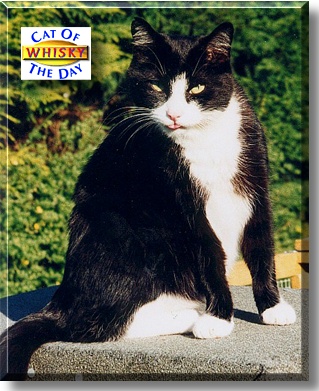 Whisky, the Cat of the Day