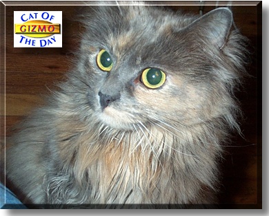 Gizmo, the Cat of the Day