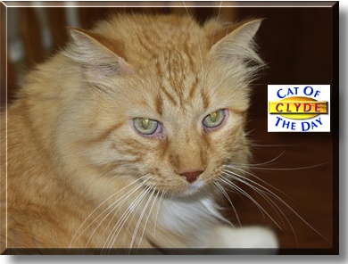 Clyde, the Cat of the Day