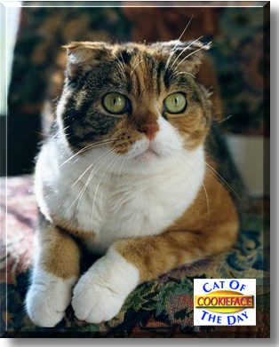 CookieFace, the Cat of the Day