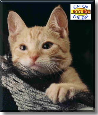 Boo-Bo, the Cat of the Day