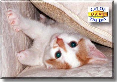 Dave, the Cat of the Day
