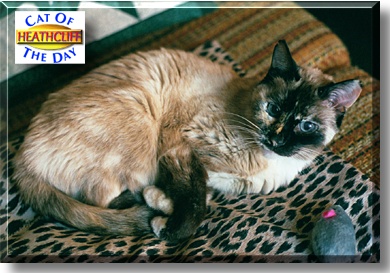 Heathcliff, the Cat of the Day