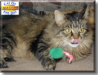Maggie, the Cat of the Day