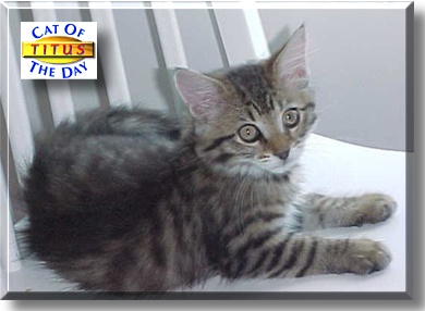 Titus, the Cat of the Day