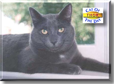Thor, the Cat of the Day