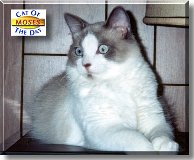 Moses, the Cat of the Day