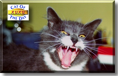 Xuxu, the Cat of the Day