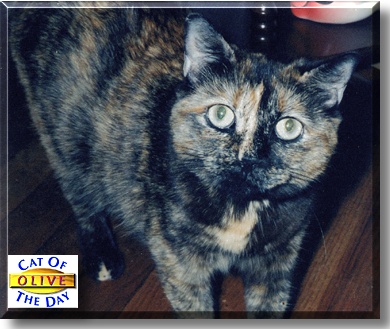 Olive, the Cat of the Day