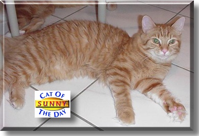 Sunny, the Cat of the Day