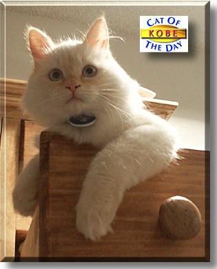Kobe Kat, the Cat of the Day
