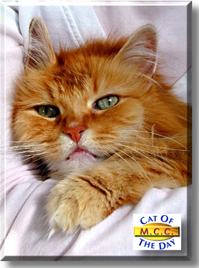 M.C.C., the Cat of the Day