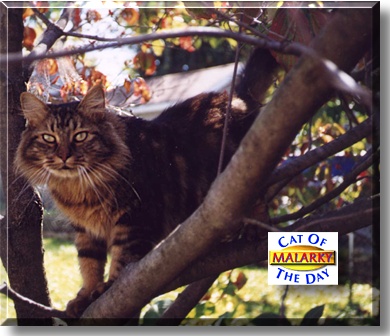 Malarkey, the Cat of the Day